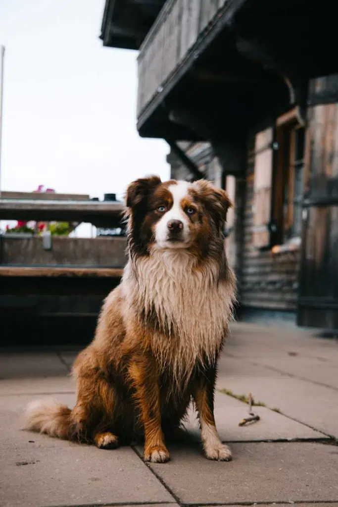 Peut-on faire le trek des Gastlosen son chien ? crédit photo : Clara Ferrand - blog Wildroad