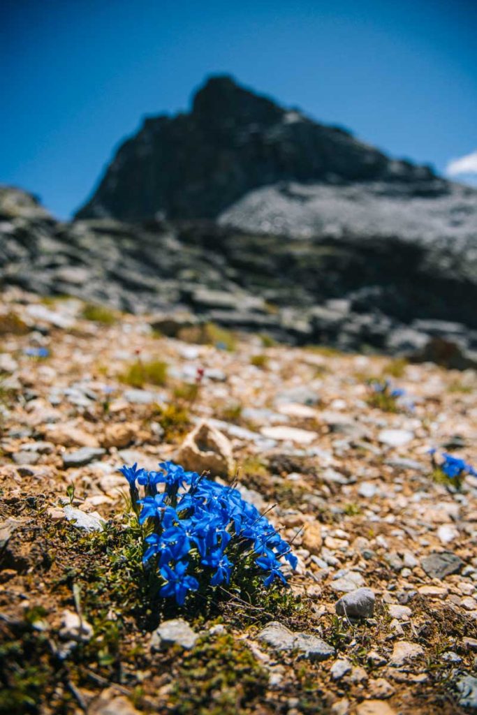 Les gentianes flore fragile dans le Parc National de la Vanoise. Crédit photo : Clara Ferrand - blog Wildroad 