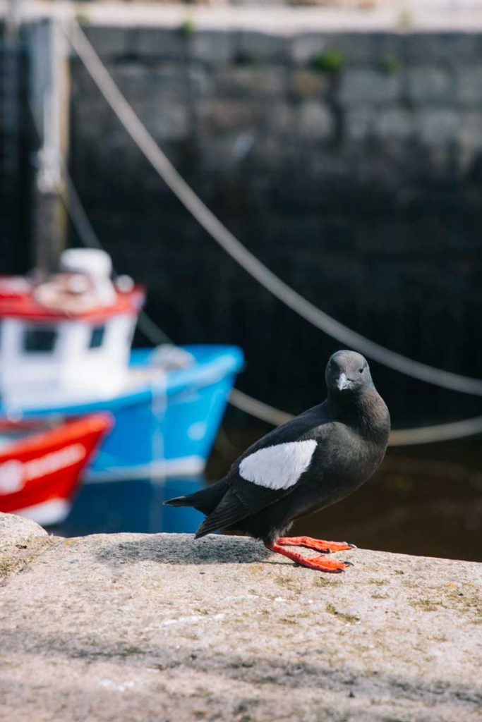 Visiter le petit port d'Annalong sur la Mourne Coastal Route. crédit photo : Clara Ferrand - blog Wildroad 