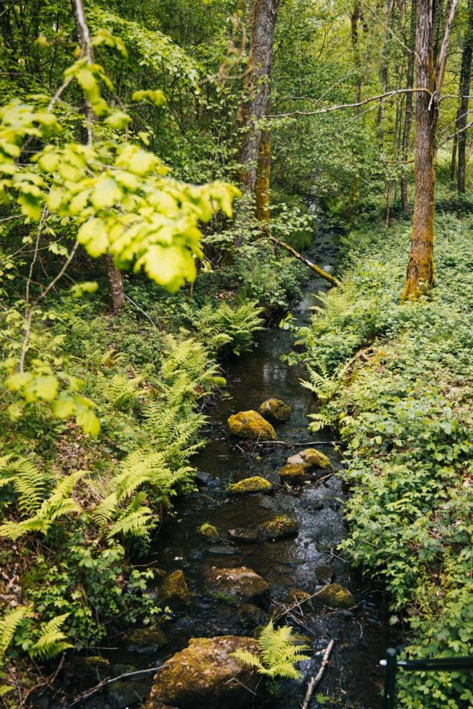 Les forêts ardennaises dans le Parc national de l'Entre-Sambre-et-Meuse. Crédit photo : Clara FERRAND - blog Wildroad