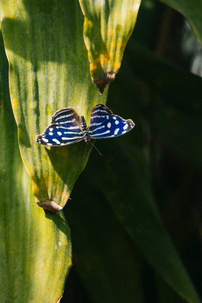 Visiter la butterfly house visite dans les jardins de Malahide. Crédit photo : Clara Ferrand - blog Wildroad