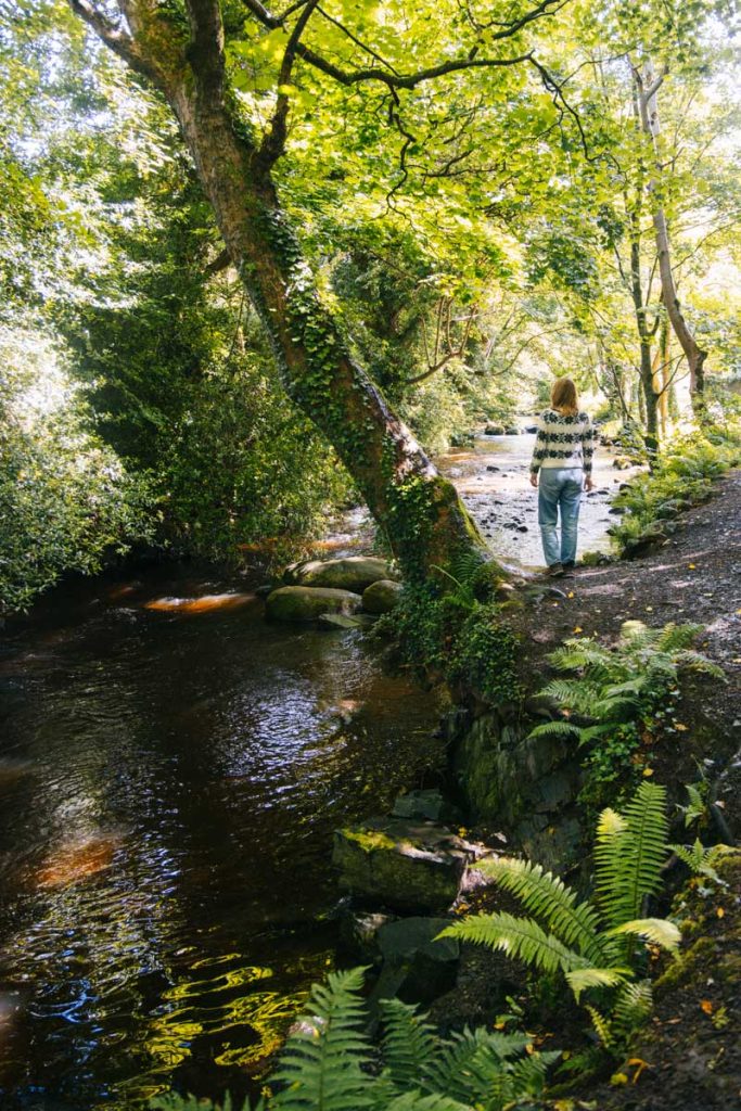 Visiter kilbroney park  et randonnee sur le Narnia Trail. crédit photo : Clara Ferrand - blog Wildroad 