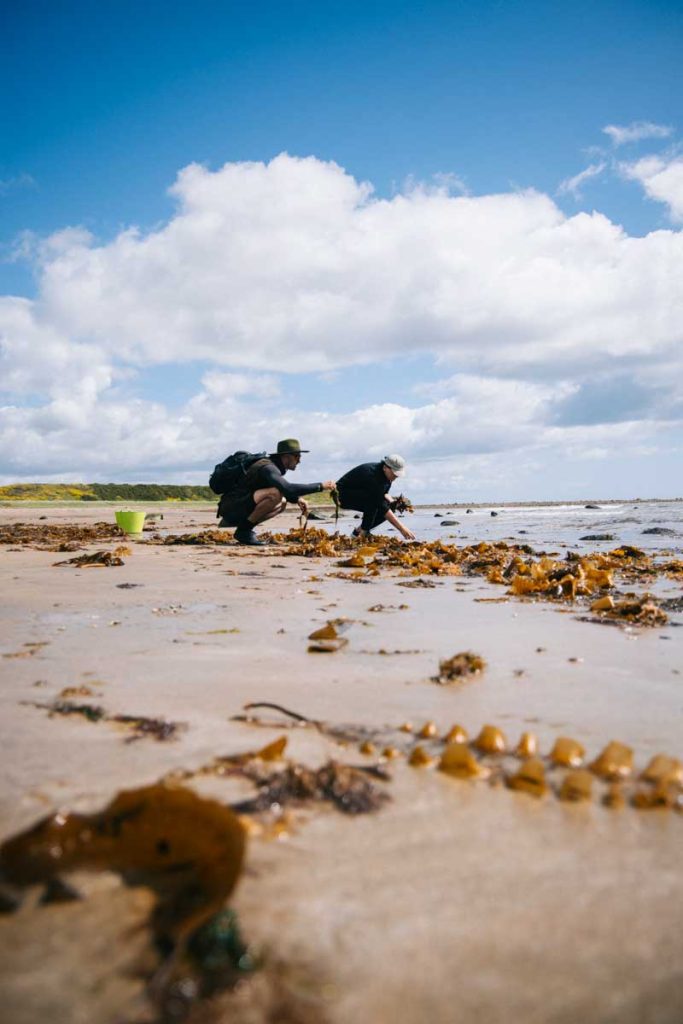 Experience avec Crawford's Seaweed pour la récolte d'algues. crédit photo : Clara Ferrand - blog Wildroad 
