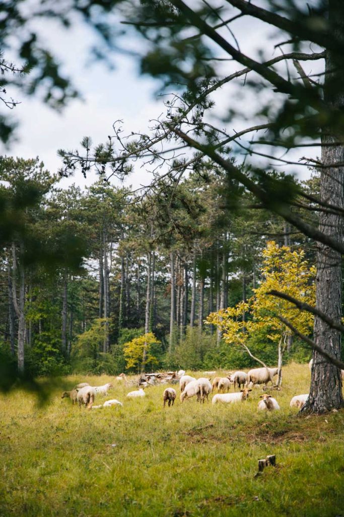 L'agriculture pastorale dans le Parc national de l'Entre-Sambre-et-Meuse. Crédit photo : Wildroad - Clara FERRAND